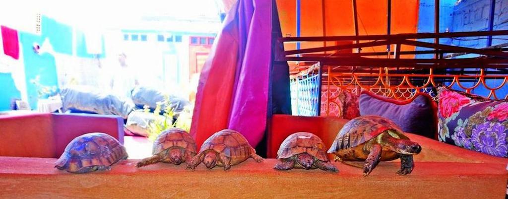 Rainbow Marrakech Guest House Marrakesh Exterior foto